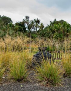 Festuca mairei – Fétuque de Mairé - Vue d'ensemble