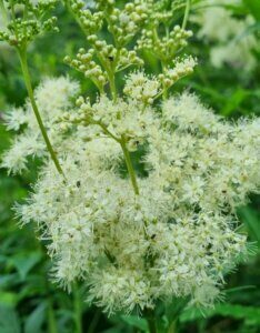 Filipendula ulmaria – Reine-des-prés - Fleur en gros plan
