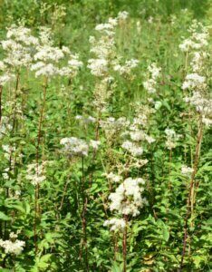 Filipendula ulmaria – Reine-des-prés - Vue d'ensemble