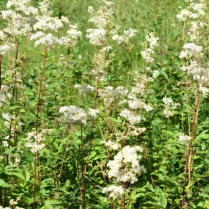 Filipendula ulmaria – Reine-des-prés - Vue d'ensemble