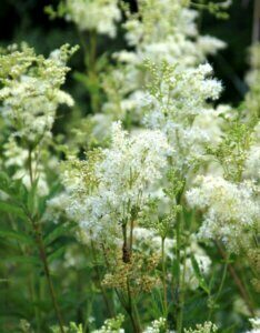Filipendula ulmaria – Reine-des-prés - Fleurs