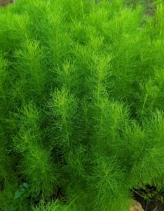 Foeniculum vulgare – Fenouil commun - Feuillage vue d'ensemble