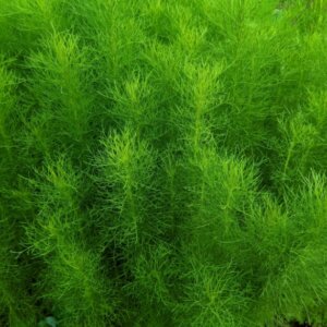 Foeniculum vulgare – Fenouil commun - Feuillage vue d'ensemble