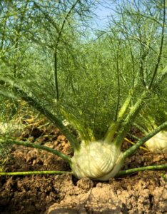 Foeniculum vulgare – Fenouil commun - Légume