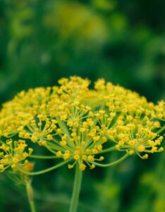 Foeniculum vulgare – Fenouil commun - Fleur en gros plan