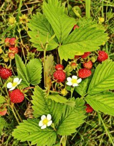 Fragaria vesca – Fraisier des bois - Plante en gros plan