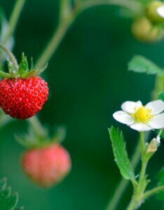 Fragaria vesca – Fraisier des bois - Fruit et fleur en gros plan