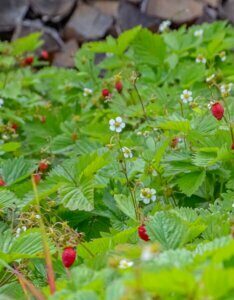 Fragaria vesca – Fraisier des bois - Vue d'ensemble
