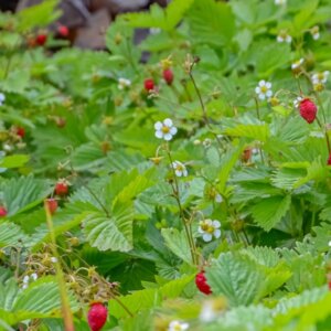 Fragaria vesca – Fraisier des bois - Vue d'ensemble
