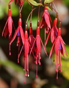 Fuchsia magellanica Riccartonii – Fuchsia de Magellan - Fleur en gros plan