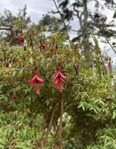 Fuchsia magellanica Riccartonii – Fuchsia de Magellan - Vue d'ensemble