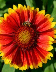 Gaillardia Kobold – Gaillarde naine - Fleur en gros plan