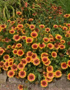 Gaillardia Kobold – Gaillarde naine - Vue d'ensemble