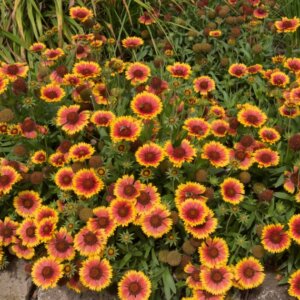Gaillardia Kobold – Gaillarde naine - Vue d'ensemble