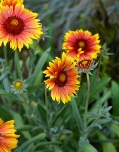 Gaillardia Kobold – Gaillarde naine - Fleurs