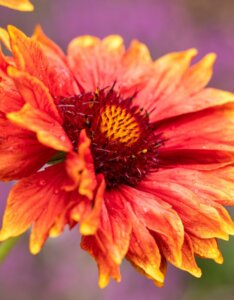 Gaillardia Tokajer – Gaillarde - Fleur en gros plan