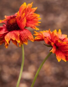 Gaillardia Tokajer – Gaillarde - Fleurs