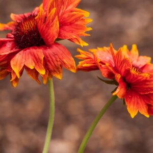 Gaillardia Tokajer – Gaillarde - Fleurs