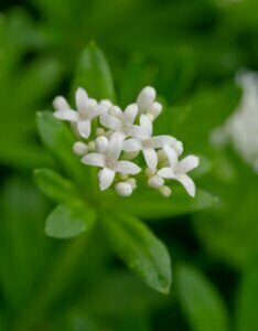 Galium odoratum – Aspérule odorante - Fleur en gros plan