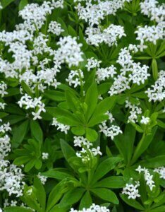 Galium odoratum – Aspérule odorante - Fleurs