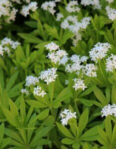 Galium odoratum – Aspérule odorante - Fleurs et feuillage vue d'ensemble