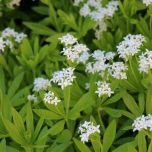 Galium odoratum – Aspérule odorante - Fleurs et feuillage vue d'ensemble