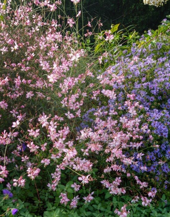 Gauura Raspberry Gaura lindheimeri Rosy Jane – Gaura - Plantes-et-Cie - Plante vivace ...