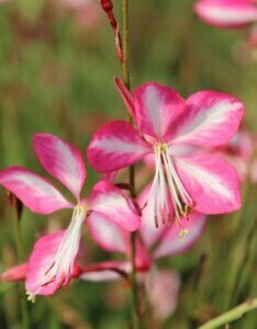 Gaura lindheimeri Rosy Jane – Gaura - Fleur en gros plan