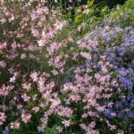 Gaura lindheimeri Rosy Jane – Gaura - Vue d'ensemble