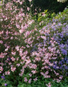 Gaura lindheimeri Rosy Jane – Gaura - Vue d'ensemble