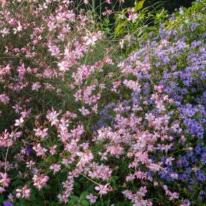 Gaura lindheimeri Rosy Jane – Gaura - Vue d'ensemble
