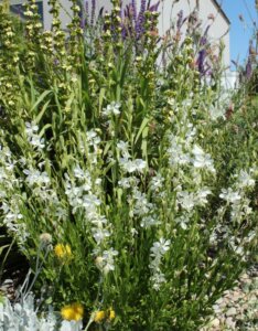 Gaura lindheimeri Snowbird – Gaura de Lindheimer - Vue d'ensemble