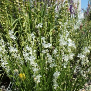 Gaura lindheimeri Snowbird – Gaura de Lindheimer - Vue d'ensemble