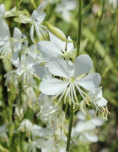 Gaura lindheimeri Snowbird – Gaura de Lindheimer - Fleur en gros plan