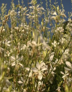 Gaura lindheimeri Snowbird – Gaura de Lindheimer - Fleurs et feuillage