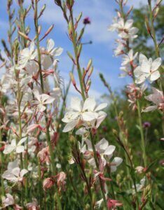Gaura lindheimeri Whirling Butterflies – Gaura de Lindheimer - Fleurs et feuillage