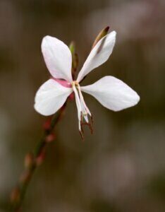 Gaura lindheimeri Whirling Butterflies – Gaura de Lindheimer - Fleur en gros plan