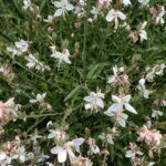 Gaura lindheimeri Whirling Butterflies – Gaura de Lindheimer - Vue d'ensemble
