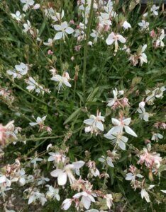 Gaura lindheimeri Whirling Butterflies – Gaura de Lindheimer - Vue d'ensemble