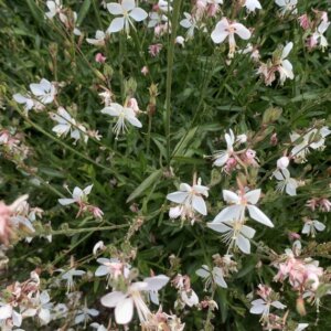 Gaura lindheimeri Whirling Butterflies – Gaura de Lindheimer - Vue d'ensemble