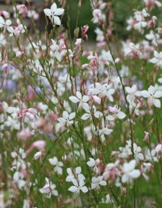 Gaura lindheimeri – Gaura de Lindheimer - Vue d'ensemble