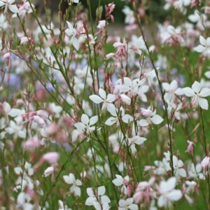 Gaura lindheimeri – Gaura de Lindheimer - Vue d'ensemble