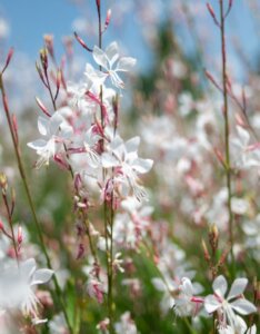 Gaura lindheimeri – Gaura de Lindheimer - Fleur en gros plan