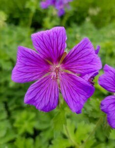 Geranium Brookside – Géranium vivace - Fleur en gros plan
