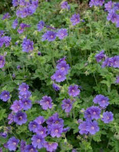 Geranium Brookside – Géranium vivace - Vue d'ensemble