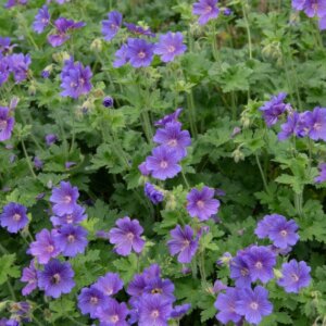 Geranium Brookside – Géranium vivace - Vue d'ensemble