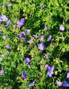 Geranium Brookside – Géranium vivace - Fleurs et feuillage