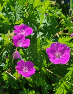 Geranium Dilys – Géranium vivace - Fleurs et feuillage
