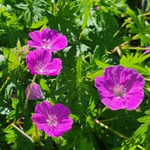 Geranium Dilys – Géranium vivace - Fleurs et feuillage