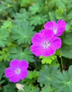 Geranium Dilys – Géranium vivace - Fleurs en gros plan